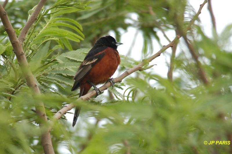 Icterus spurius